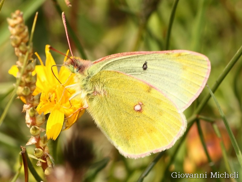 Colias phicomone